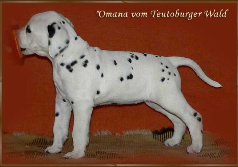 Omana vom Teutoburger Wald - Omana im Alter von 8 Wochen