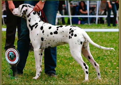 Omana im Alter von 8 Monaten (auf ihrer ersten Ausstellung in der Jüngsten-Klasse im Leopoldstal)