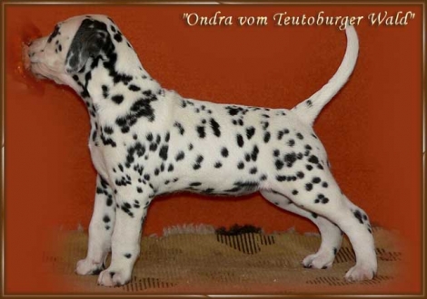 Ondra vom Teutoburger Wald - Ondra im Alter von 8 Wochen