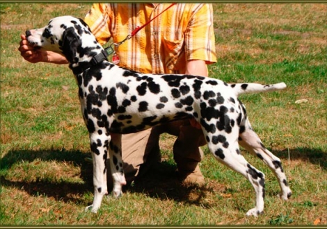 Ondra im Alter von 8 Monaten auf unserem O-Wurf-Treffen