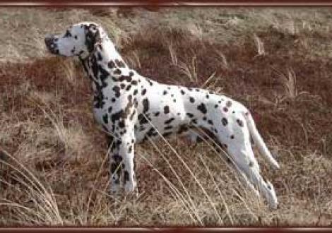 Bolero (4 Jahre) Vereinsjugendsieger