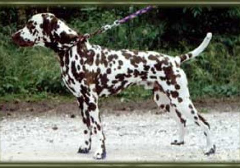 Benjamin gen. Benny (2 Jahre)