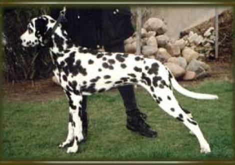 Barnabas gen. Barny (7 Monate)