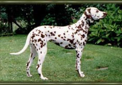 Baylies-Ambra (1 Jahr)