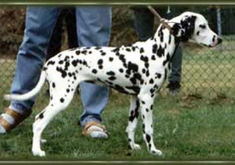 Batida-Tessa (6 Monate)