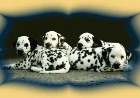 Alle 10 Welpen des B-Wurfes sind beidseitig hörend