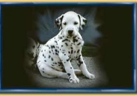 Batida-Tessa (6 Wochen)