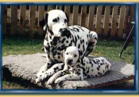 Mama Ondra mit Bel Amie (6 Wochen)