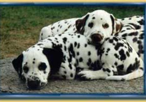 Barcley & Bonito (7 Wochen)