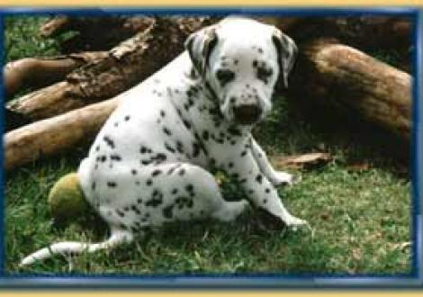 Baylis-Ambra (7 Wochen)