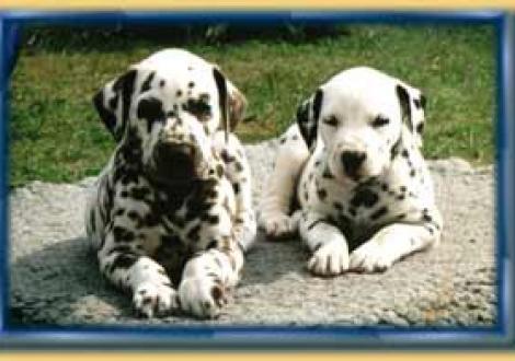 Benjamin & Batida-Tessa (7 Wochen)