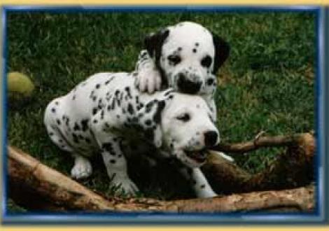 Baghira & Barcley (6 Wochen)