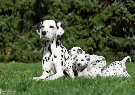 Mama Obonya's Pride Anna-Ariella mit ihren Töchtern Glamorous Generation und Gleamy Garnet vom Teutoburger Wald 