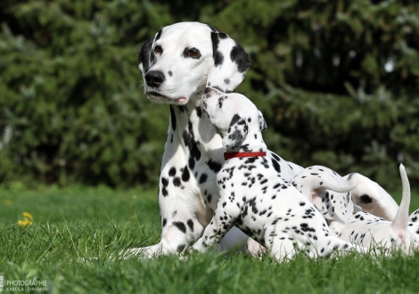 Mama Obonya's Pride Anna-Ariella mit ihrer Tochter Gleamy Garnet vom Teutoburger Wald 