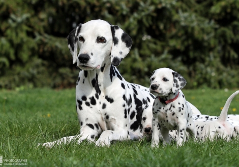 Mama Obonya's Pride Anna-Ariella mit ihrer Tochter Glamorous Generation vom Teutoburger Wald 