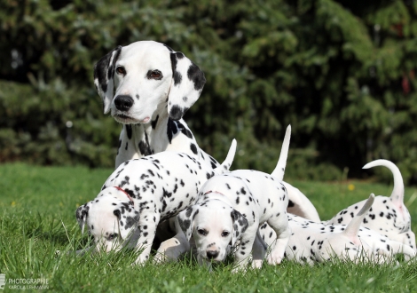 Mama Obonya's Pride Anna-Ariella mit ihren Töchtern Gleamy Garnet und Glamorous Generation vom Teutoburger Wald