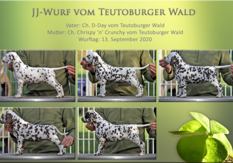 JJ-Wurf vom Teutoburger Wald - Standfotos 7 Wochen alt