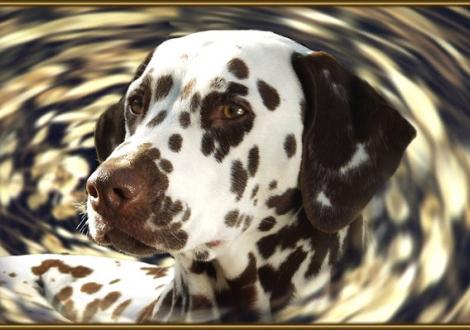 Darisha-Dahna vom Teutoburger Wald