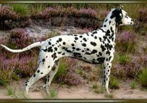 Dark-Pearl-Dexta (3 Jahre)