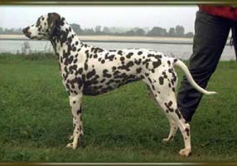 Darisha-Dahna (3 Jahre)