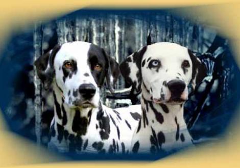 Django & Enduro vom Teutoburger Wald