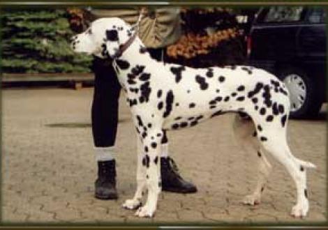 Eco el Azaar (7 Monate)