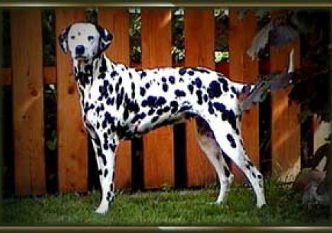 Enjoy gen. Enny (2 Jahre)