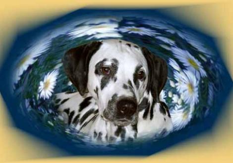 Fame-Finity vom Teutoburger Wald / Deutscher Veteranen Champion VDH & DDC