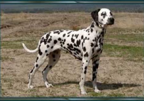 Fame-Finity (3 Jahre) Dt. Vet.Champion