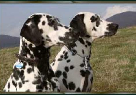 Fasina & Fame (2 Jahre)