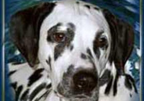 Fame-Finity (2 Jahre)