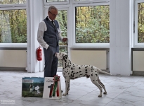 CDF-Weihnachtsausstellung 2025 - BESTER RÜDE (BOS) CDF-Weihnachtssieger 2025 – Quartz Quality vom Teutoburger Wald 