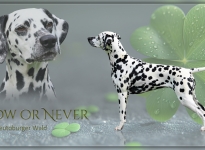 Präsentation unserer Zuchthündin Nala - Now or Never vom Teutoburger Wald Präsentation unserer Zuchthündin Nala - Now or Never vom Teutoburger Wald