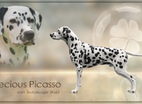 Deutscher Champion Precious Picasso vom Teutoburger Wald - Neue Deckrüden Präsentation