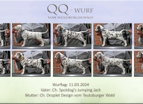 QQ - Wurf vom Teutoburger Wald - Standfotos