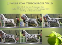  JJ-Wurf vom Teutoburger Wald - Standfotos (7 Wochen alt)