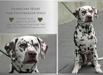 Houdini verzaubert alle Herzen Sturm - Hurricane Heart vom Teutoburger Wald (7 Monate)