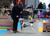 CAC Spring - 6ème Open Show Herve (BE) Now or Never vom Teutoburger Wald