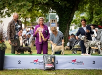  CACIB Internationale Ausstellung Luzern II (CH) BEST IN SHOW MINOR PUPPY 3 – Quiet Que vom Teutoburger Wald