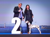 CACIB Internationale Ausstellung Genf III (CH) BEST IN SHOW PUPPY Platz 2 – Quiet Que vom Teutoburger Wald 