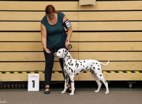 CACIB Internationale Ausstellung Ludwigshafen (DE) Vorzüglich Platz 1 - Deutscher Jugend Champion Occupied Oscar vom Teutoburger Wald