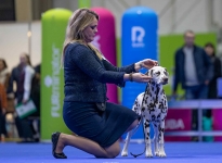 International- & Huntingdog-Show Poznan (PL) 7.-9.11.2025 - PUPPY CHAMPION OF POLAND - Timeless Twilight vom Teutoburger Wald International- & Huntingdog-Show Poznan (PL) 7.-9.11.2025 - PUPPY CHAMPION OF POLAND - Timeless Twilight vom Teutoburger Wald