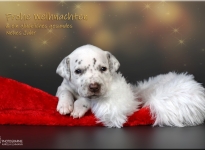 Frohe Weihnachten und ein glückliches, gesundes Neues Jahr
