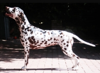 Yakira Lucy vom Hause Picolino