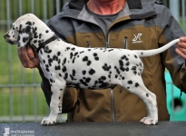 Popular Piccolo vom Teutoburger Wald (7 Wochen alt)