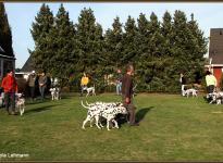 ... Rudelführer Seminar: Gemeinsamer Spaziergang mit gehorsamen Hunden