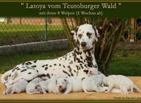 Latoya vom Teutoburger Wald mit ihren 8 Welpen (2 Wochen alt)