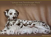 Latoya vom Teutoburger Wald