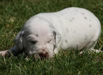 Rüde Nr. 1: blaues Halsband