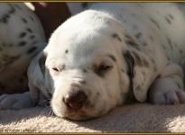 Rüde Nr. 1: blaues Halsband